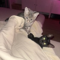 Photo of Lily