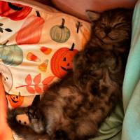 Photo of Dumpling 