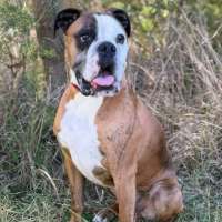 Photo of Boof