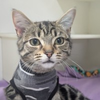 Photo of 🍇 Capulet 6549 🍇