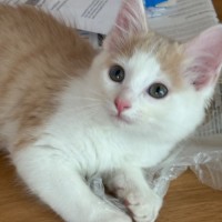 Photo of Cruz 🐯💙🐾