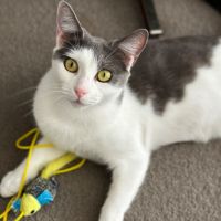 Photo of Gracie