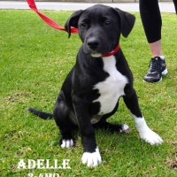 Photo of Adelle