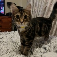 Photo of Fred *9 Lives Project Rescue*