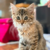 Photo of Athena   In Foster Care In Lower Plenty