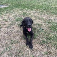 Photo of Bear
