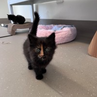 Photo of C1472 Greta