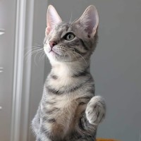 Photo of Jasper 