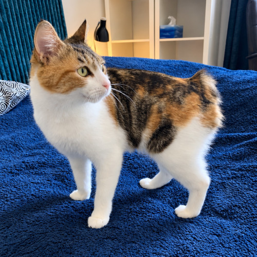 Milla  - Domestic Short Hair (DSH) Cat