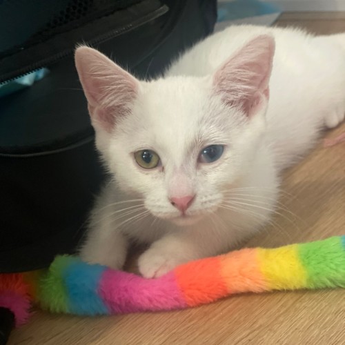 Lucille - Domestic Short Hair (DSH) Cat