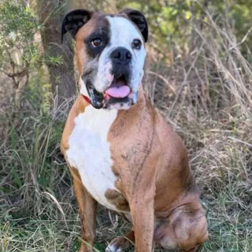 Boof - Boxer Dog