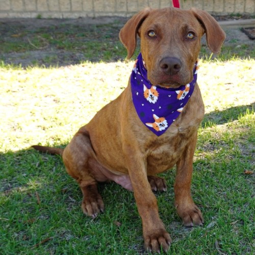 Randolf - Mixed breed Dog