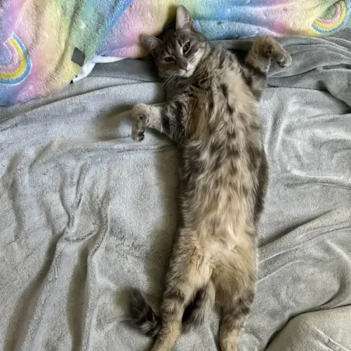 chelsea - Domestic Medium Hair (DMH) Cat