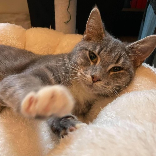 Sandy Cheeks  - Domestic Short Hair (DSH) Cat