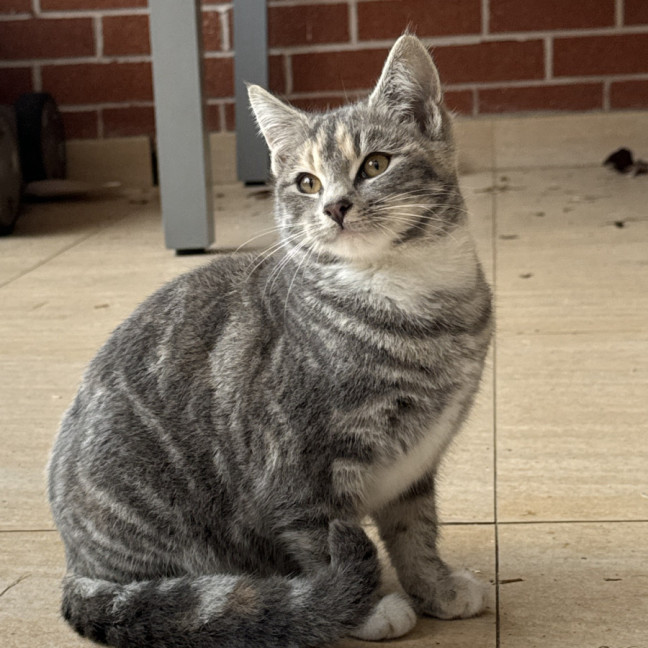 Photo of Chipmunk & Short Socks