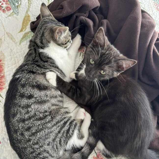 Photo of Freckle And Daffodil