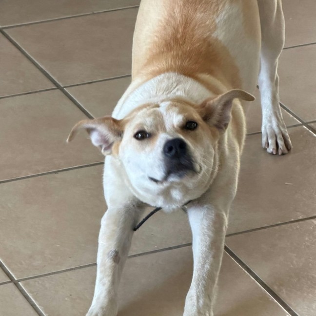 Photo of Buttercup