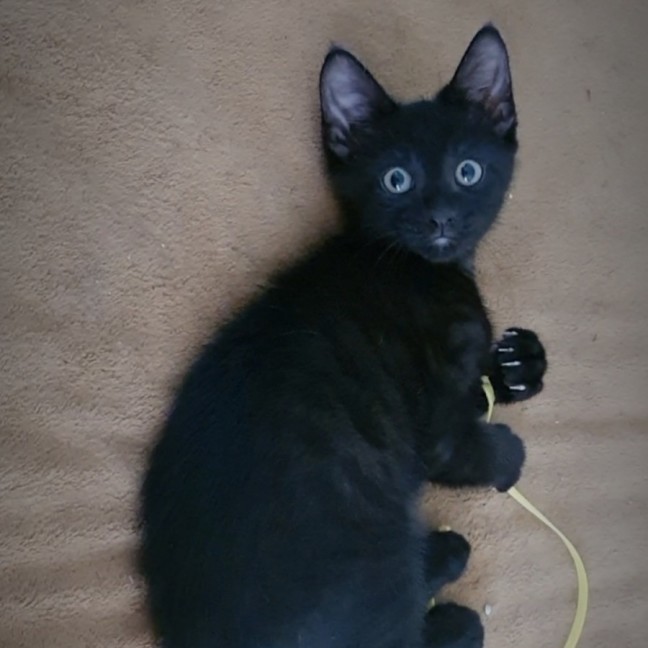 Photo of Moose