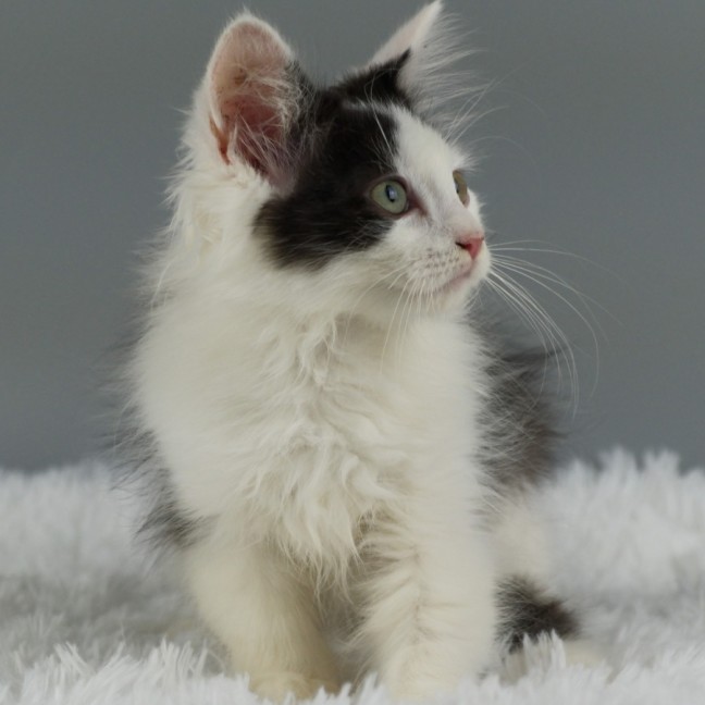 Photo of Sebastian