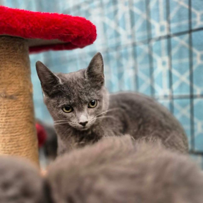 Photo of Grausturm ** 2nd Chance Cat Rescue**