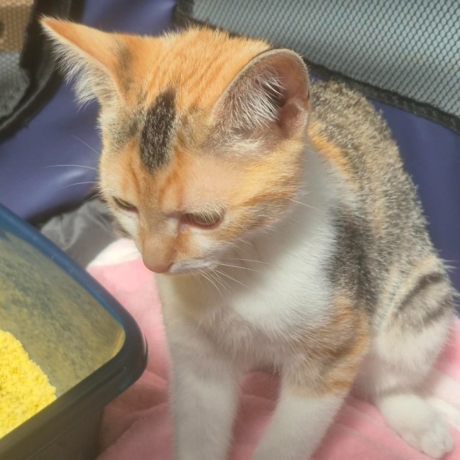 Photo of Miraidon ** 2nd Chance Cat Rescue **