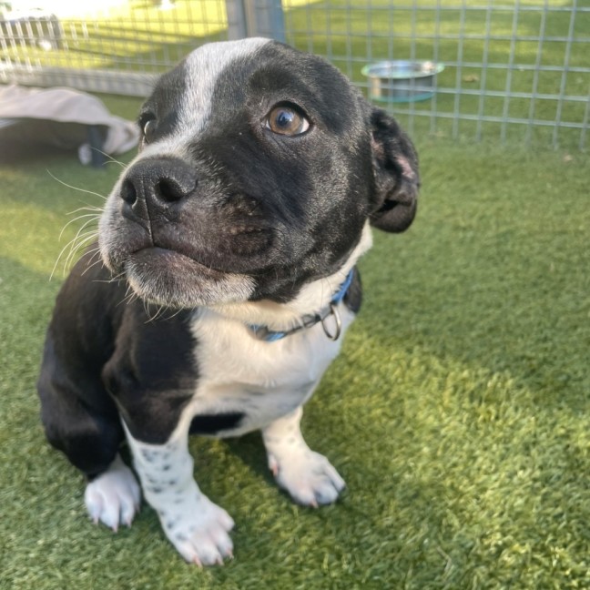 Photo of D1191 Delilah