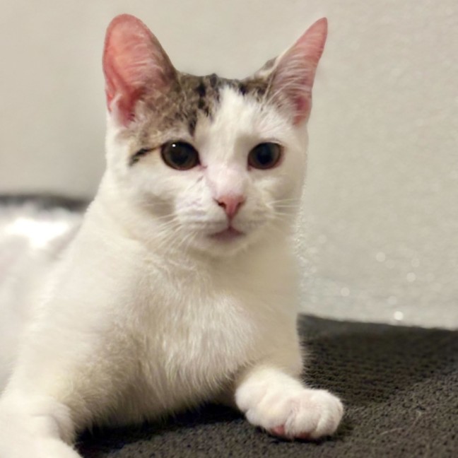 Photo of Marshmallow