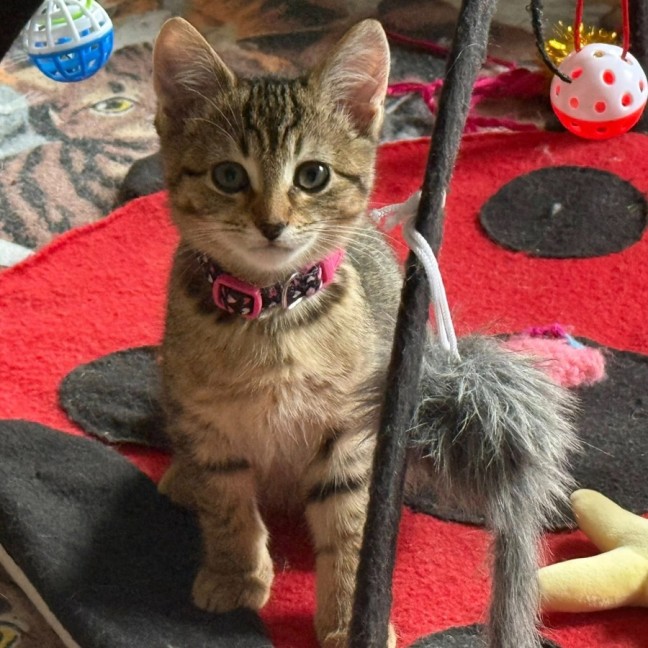 Photo of Zafrina ** 2nd Chance Cat Rescue**