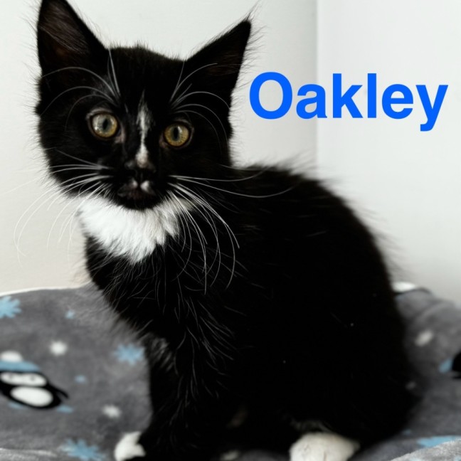 Photo of Oakley 