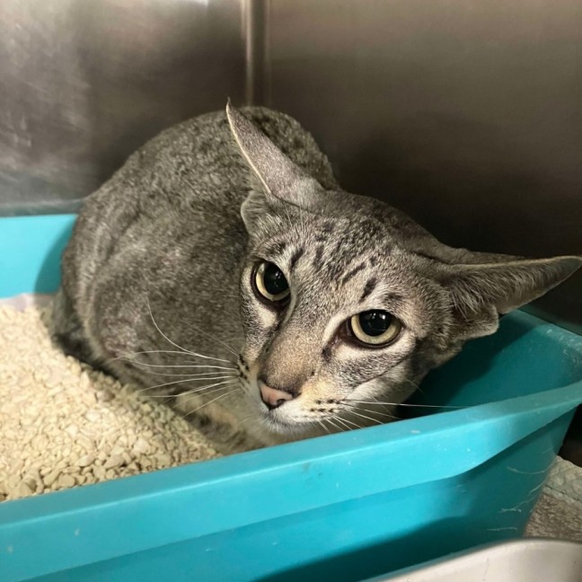 Photo of Taylor Swish