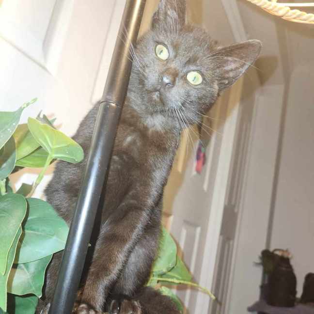 Photo of Latte