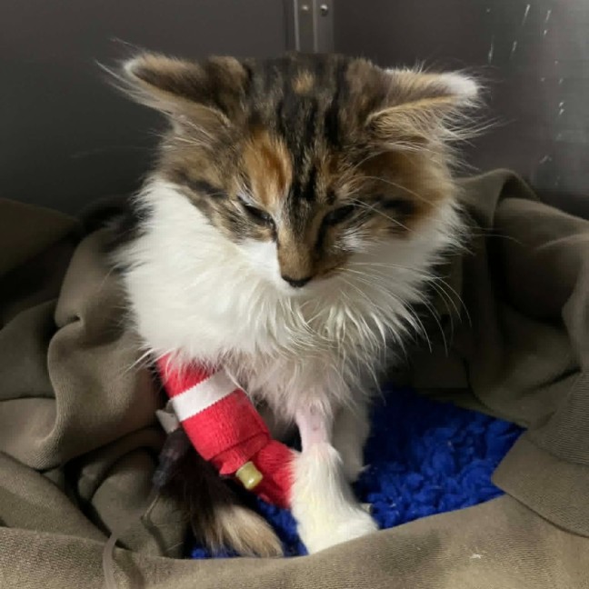 Photo of Maple