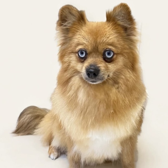 Photo of Amber