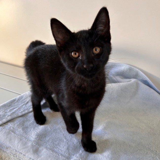 Photo of C1499 Nacho