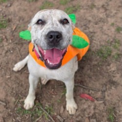 Medium Female Australian Cattle Dog x Boxer Mix Dog