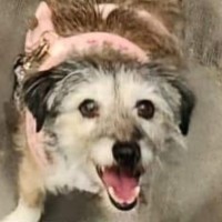 Photo of Bella And Razzi