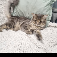 Photo of Ollie