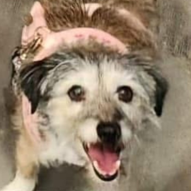 Photo of Razzi And Bella