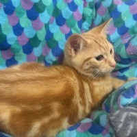 Photo of Joanie   Meet Me @ Petstock Prahran 15 Feb