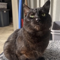 Photo of Wookie