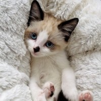 Photo of 🤎 Koby 🤎