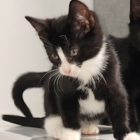 Photo of Humphrey