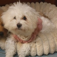 Photo of Maisey