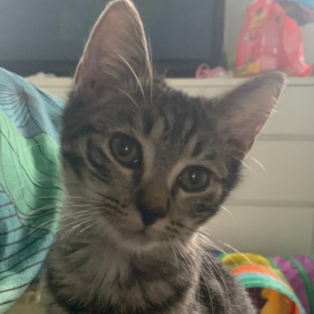 Photo of Luna