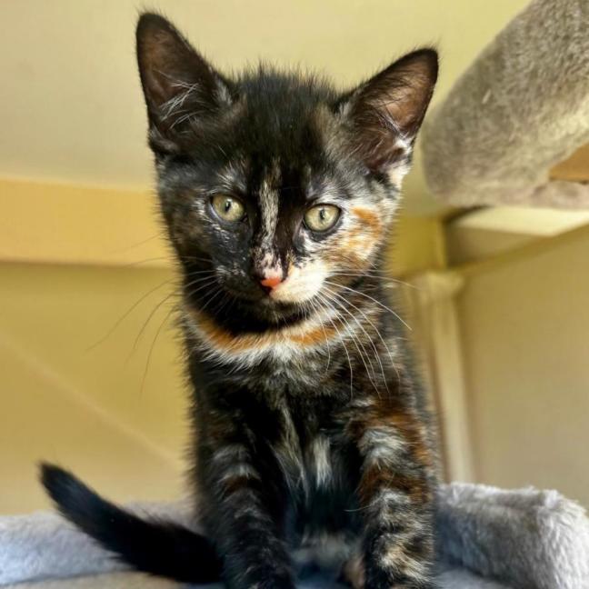 Photo of Sunkist 