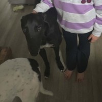 Photo of Basil, The Greyhound