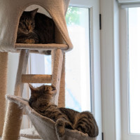 Photo of Puddin & Muffin