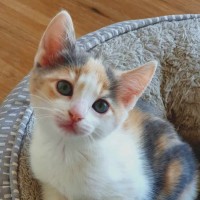 Photo of Tassel   Located In Somerville