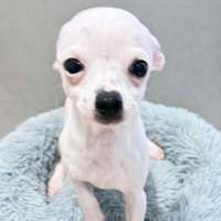 Photo of Polo