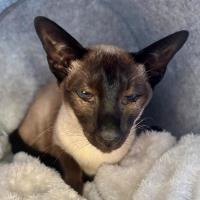 Photo of Sweetie Pie